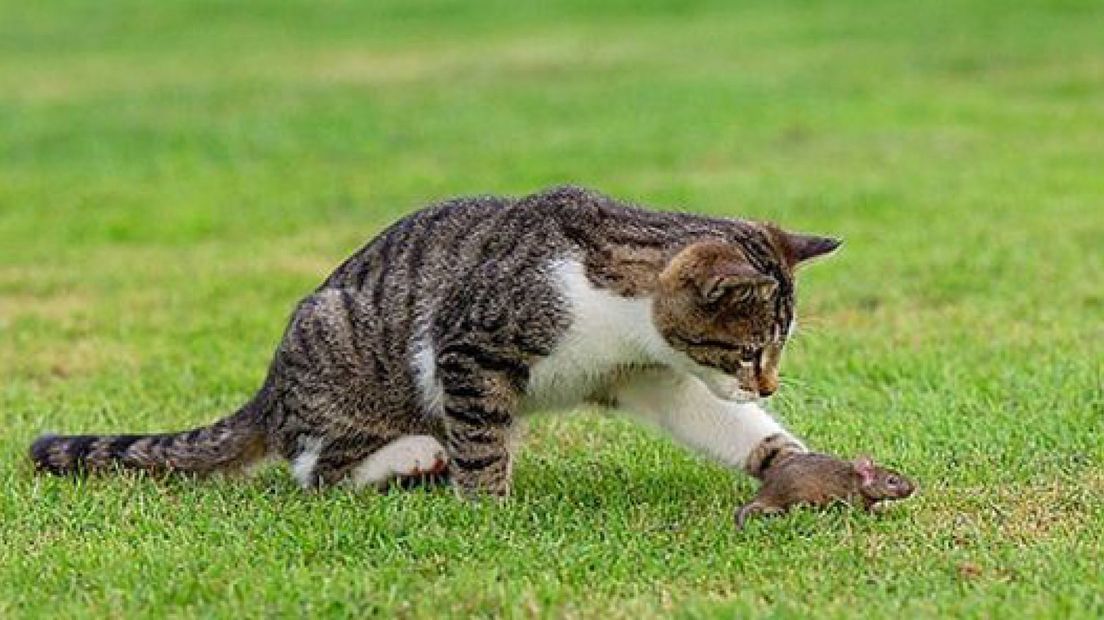 Supporters-kat-en-muis in Nijmegen