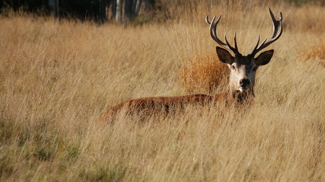De enquête over groot wild in het Drents-Friese Wold zorgt voor beroering (Rechten: Pixabay.com)