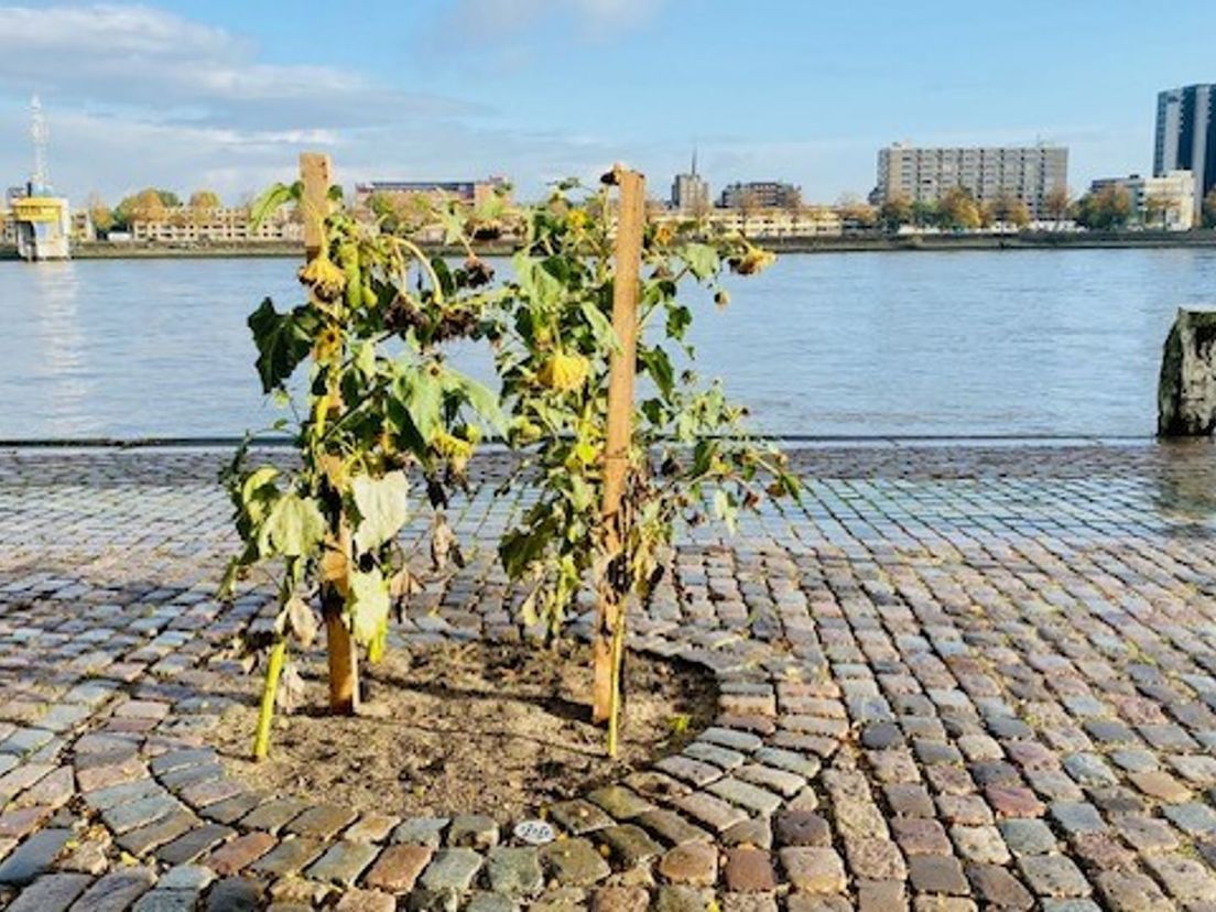 Feijenoordkade. Dromen van een groene wandelroute langs de Nieuwe Maas