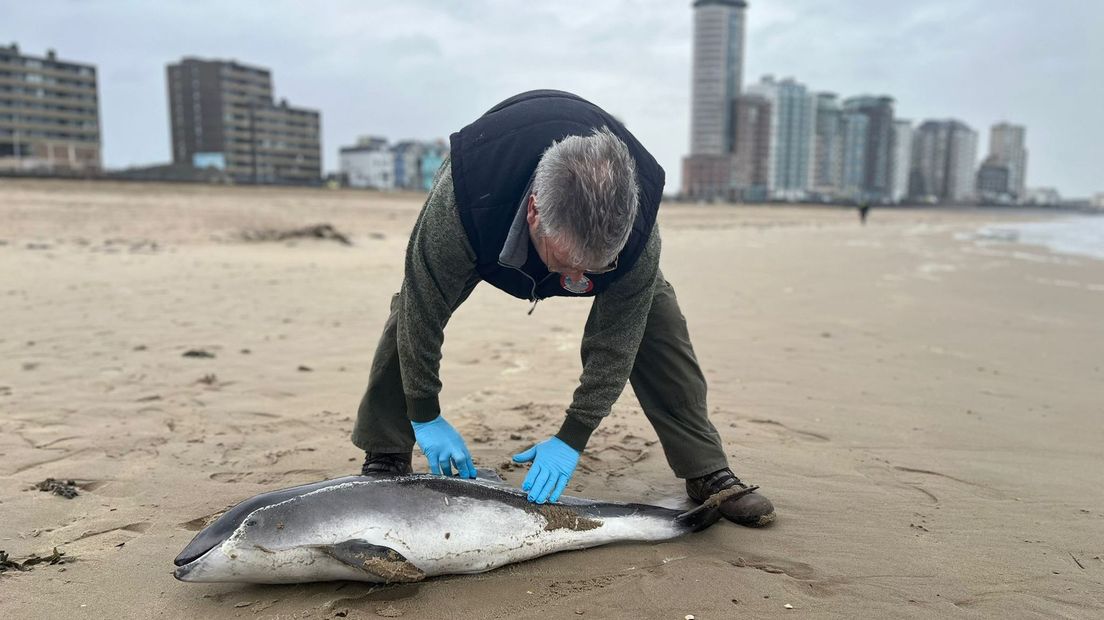 De dierenambulance onderzoekt de dode bruinvis bij Vlissingen