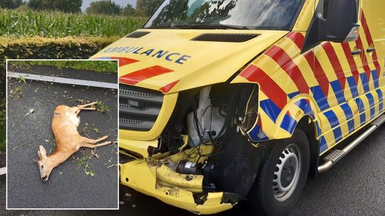 Ree overleeft aanrijding met ambulance niet. Ree overleeft aanrijding met ambulance niet.
