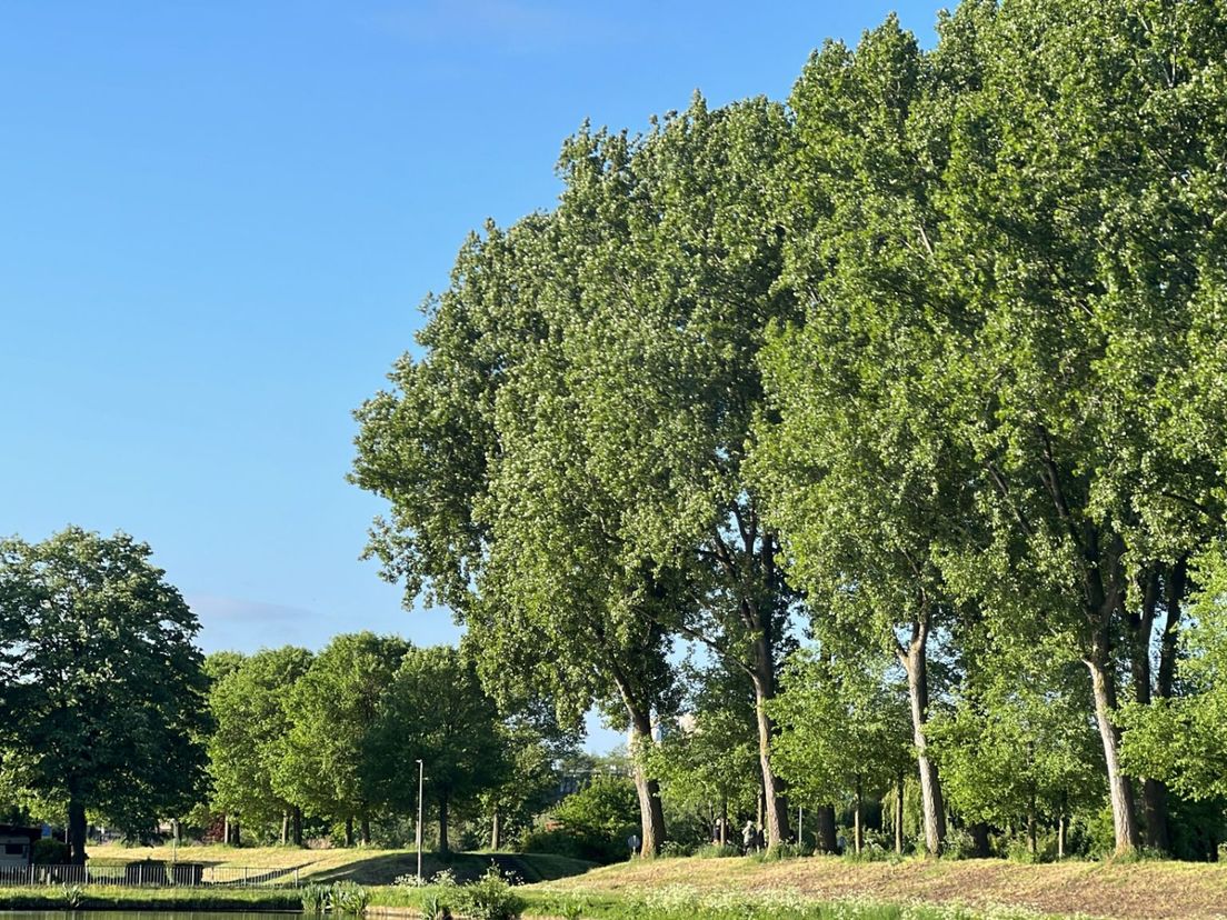De enorme populieren (rechts) die gekapt moeten worden en de veel kleinere iepen (links)