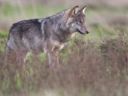 Overijssel opent 'jacht' op de wolf, Faunabescherming uit felle kritiek: "Symboolpolitiek"