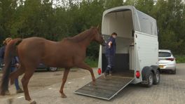 Anika zwaait laatste paarden uit bij manege Nieuwegein