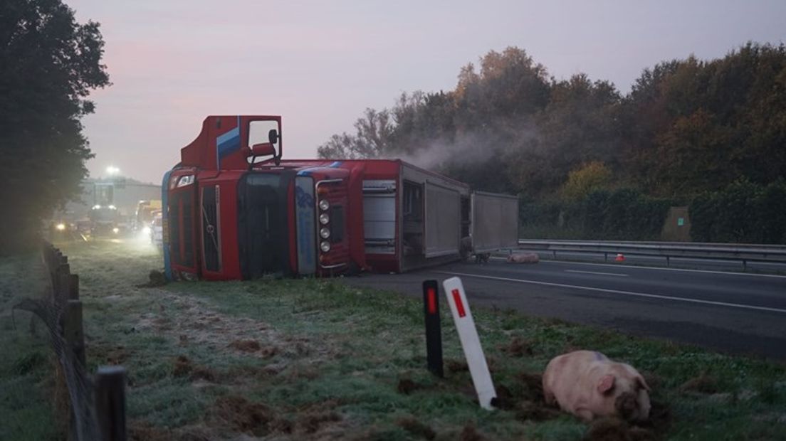 De A50 tussen de knooppunten Paalgraven en Ewijk is zaterdag lange tijd dicht geweest voor al het verkeer. Dat kwam door een gekantelde vrachtwagen, met daarin zo'n 175 varkens. Veertig daarvan overleefden het niet, zo meldt de politie.