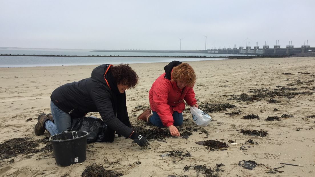 Een vrijwilligster en Inge de Groot (rechts) zitten op hun knieën om de nurdles op te rapen.