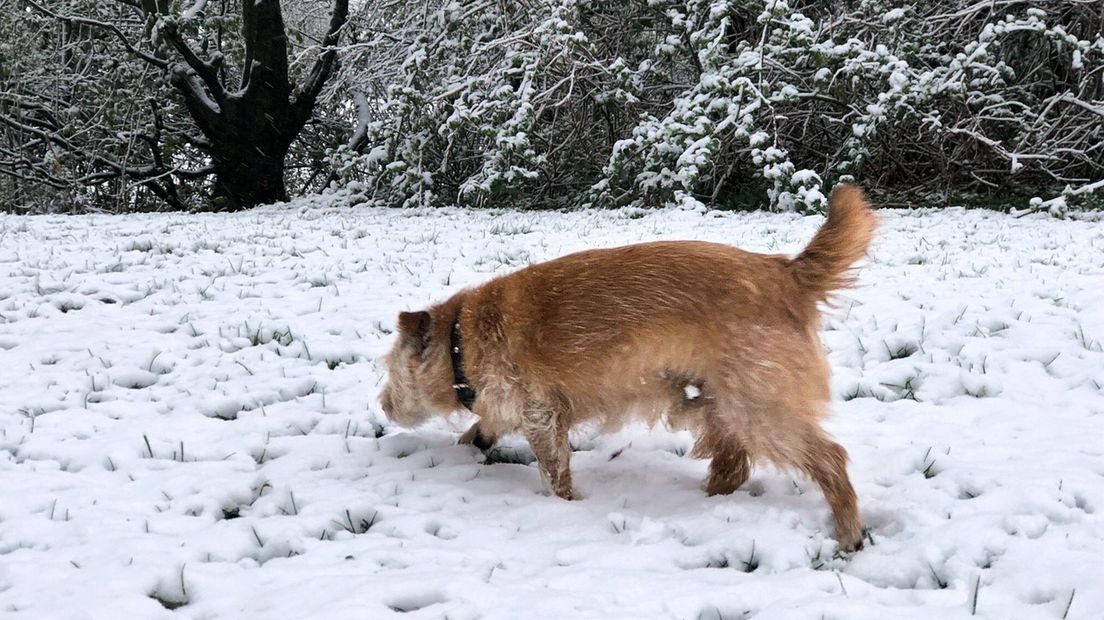 Nieuwegeins hondje scharrelt in de sneeuw.