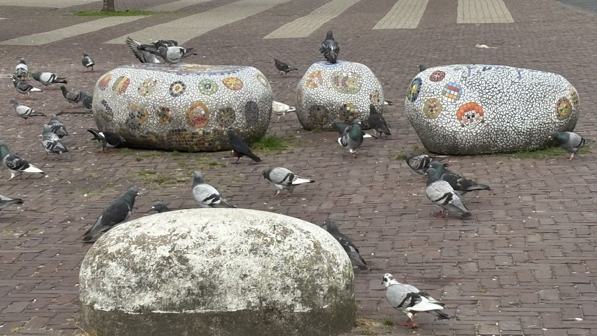 Natuurvraag: Hebben stadsduiven nut voor de natuur?