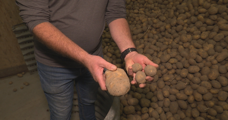Aardappeloogst valt flink tegen door droogte: 'We missen 20 procent'