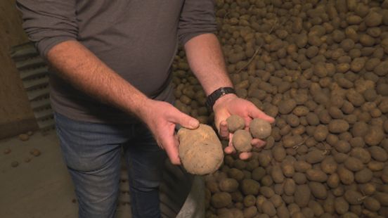 Aardappeloogst valt flink tegen door droogte: 'We missen 20 procent' Nieuws