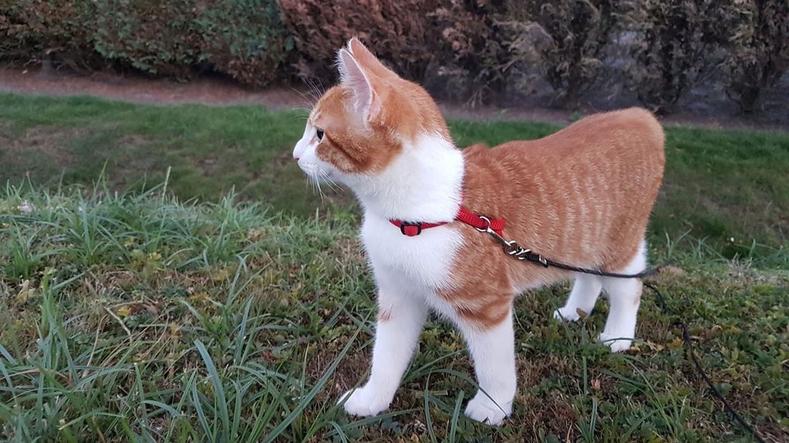 Rico bijt soms in de tenen van haar baasje Esther