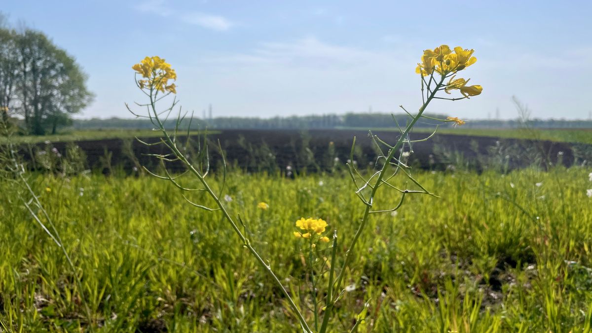 Een natuurparadijsje tussen de agrarische velden in Hooghalen