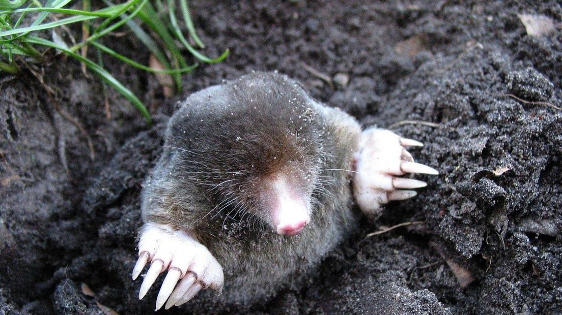 Mol boven de grond