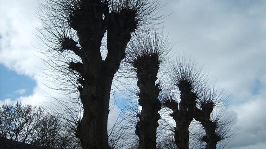 Bomen in Aa en Hunze zijn in slechte staat