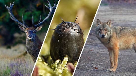 Zo gaan wilde dieren om met de teek