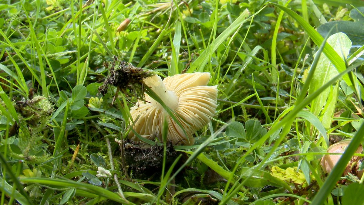 Paddenstoelen schieten nu al uit de grond: 'Dat ze nu al te zien zijn is bijzonder'