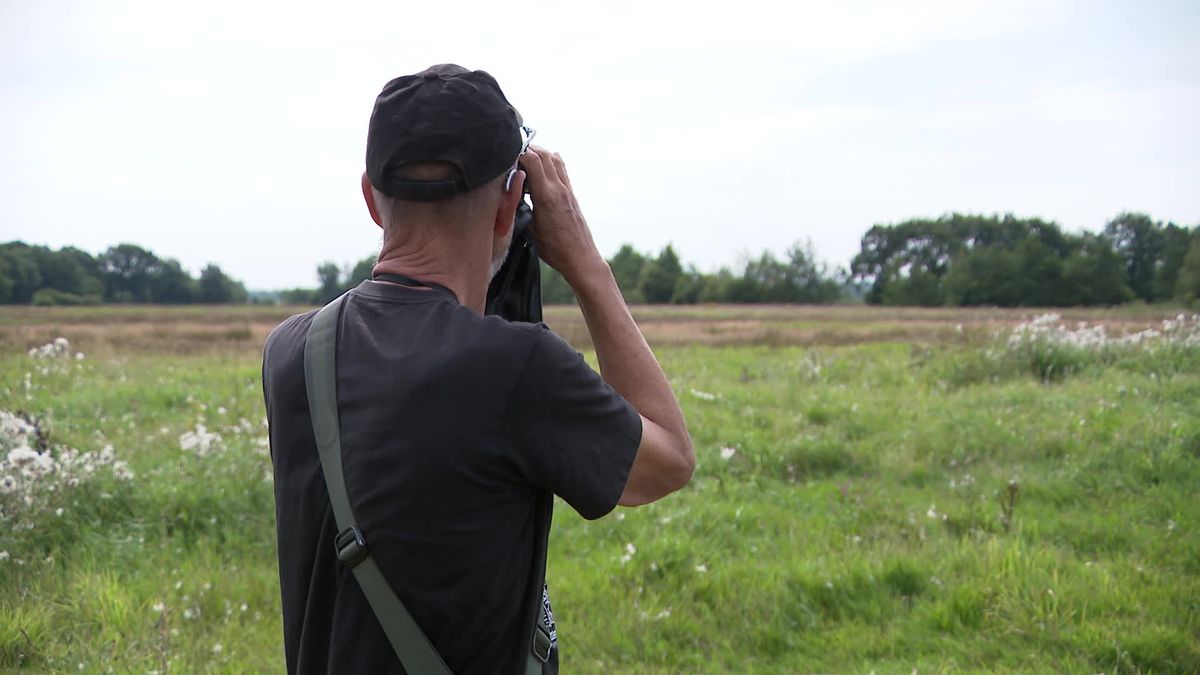 Zeldzame grijze vogel laat zich zien in natuurgebied bij Lieveren