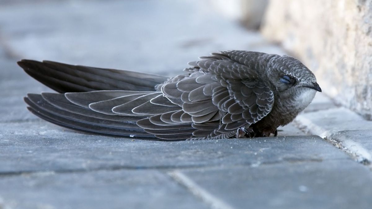 Vale gierzwaluw bij Ravenswoud gevangen, die normaliter alleen bij het Wad zit