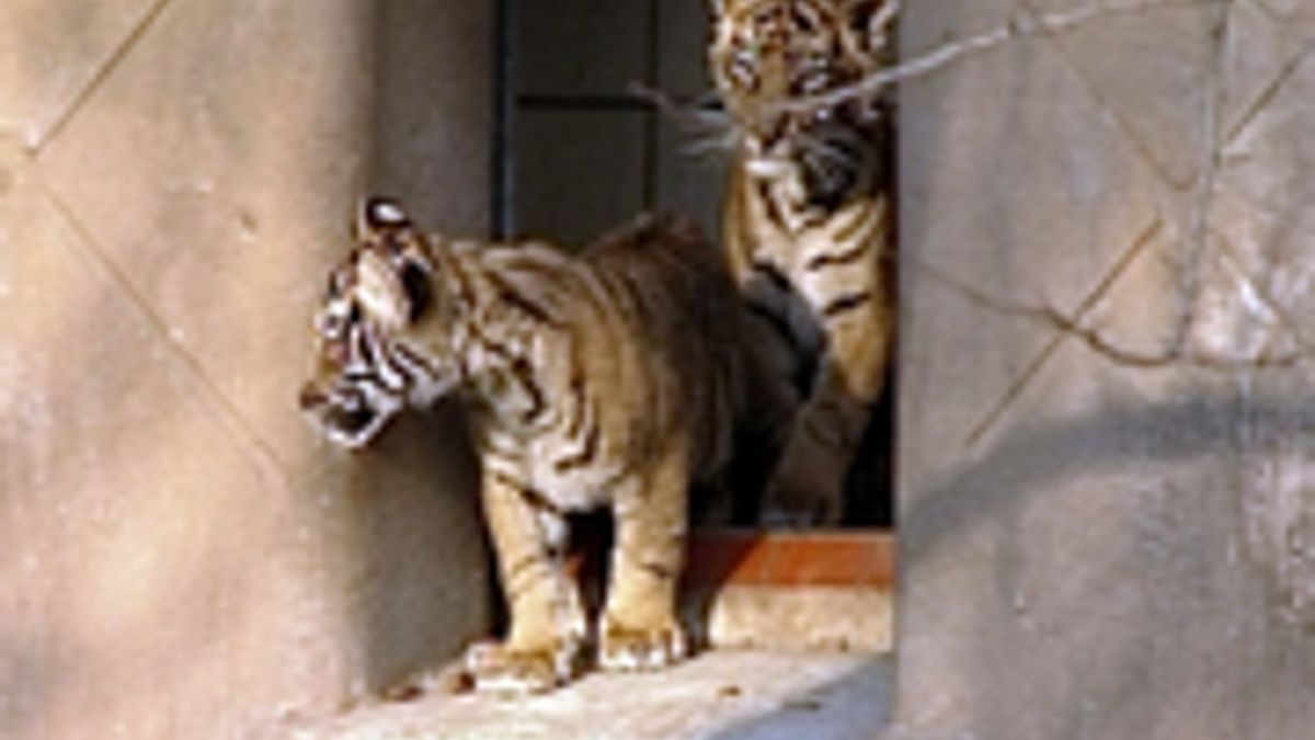 Waarom worden Siberische tijgers nog steeds afgeschoten en wordt er een