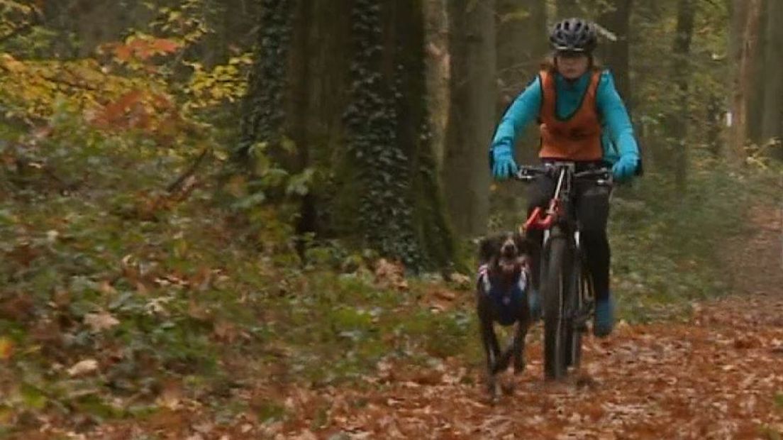 Voor de één lijkt het op 'gewoon' hardlopen, voor de ander lijkt het soms net laagvliegen: Canicrossen, hardlopen met een aangelijnde hond die het baasje naar hartenlust mag mee trekken over een onverhard parcour.