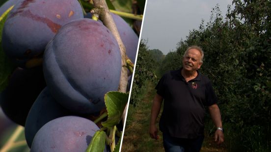 'Dit is de toekomst': nieuwe pruimenrassen kunnen beter tegen droogte