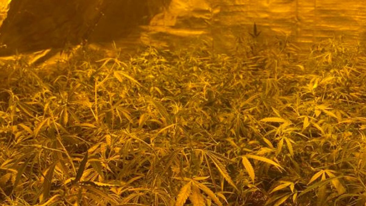 Twee hennepkwekerijen opgerold met in totaal 274 planten