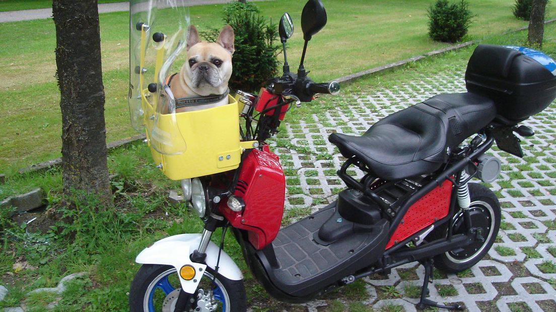 Hond Jhoni heeft zijn eigen vervoer geregeld.