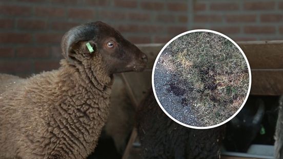 Verdriet om gestolen schapen bij kinderboerderij, bloedsporen gevonden Nieuws