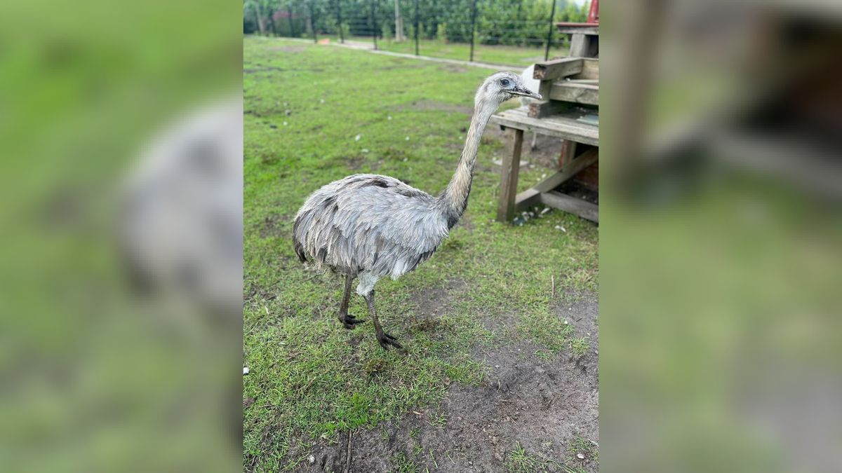 Nandoe Betsy meegenomen uit dierenverblijf in Emmer-Compascuum: 'Ze is doodsbang'