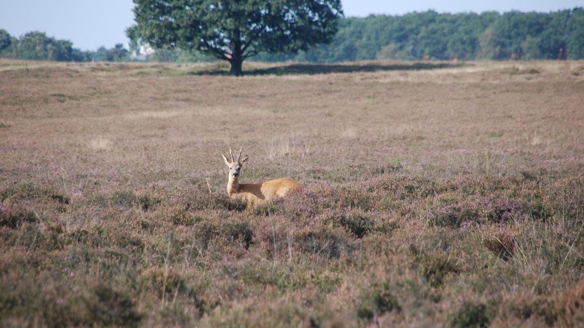 Hoe Gelderland in de problemen kwam door stikstof