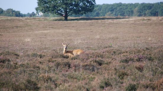 Hoe Gelderland in de problemen kwam door stikstof