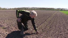 Naakte haver op het land in Zeijen: gewas heeft de 'perfecte start'