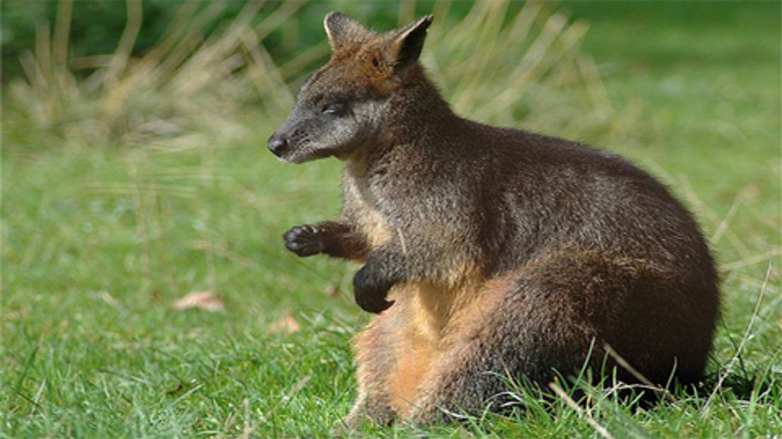 wallabie kangoeroe-1408