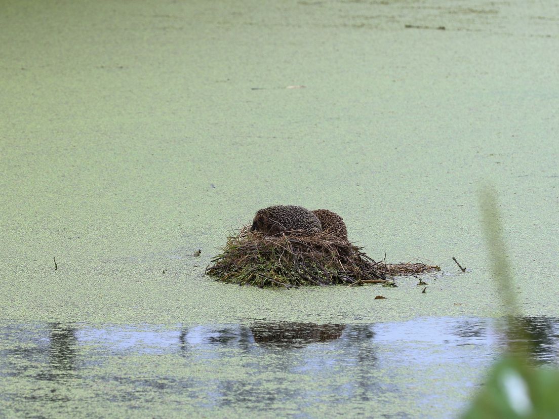 de egels op het meerkoetennest in Schiedam