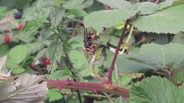 Aziatische hoornaar peuzelt honingbij op