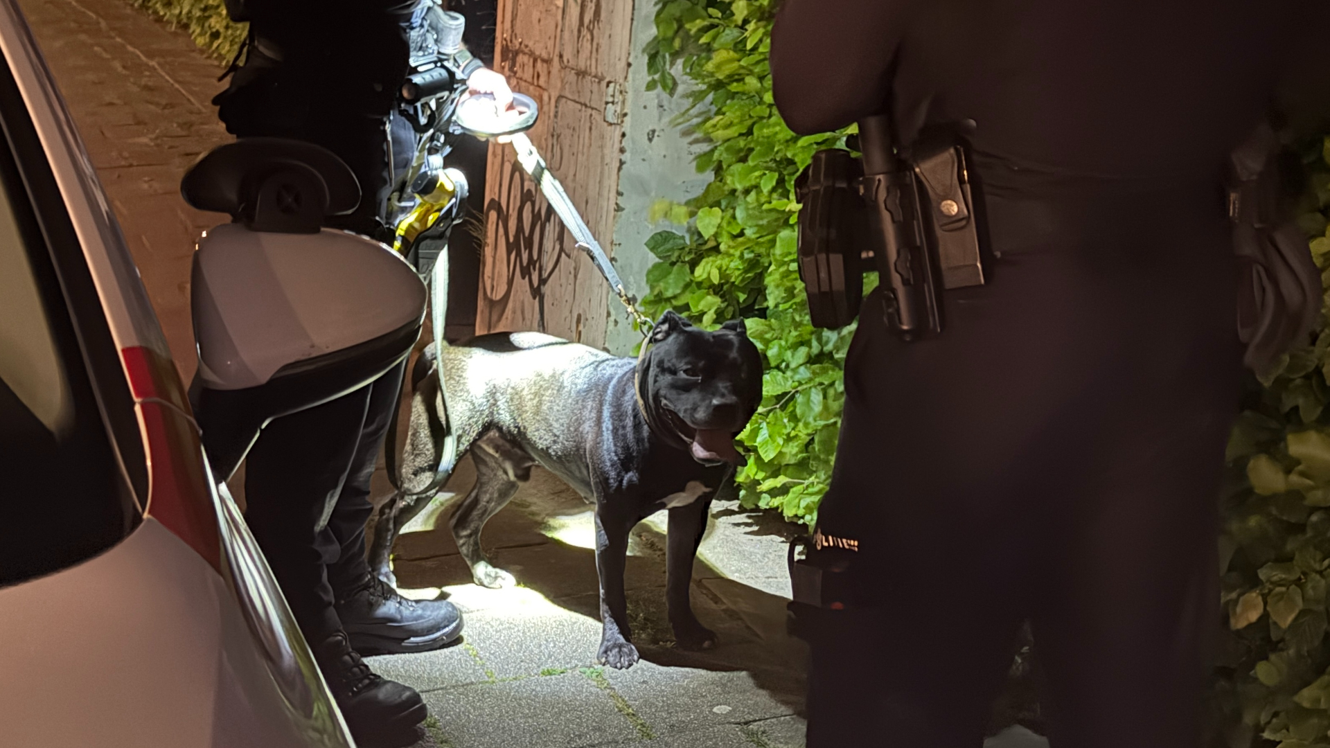 De loslopende hond is uiteindelijk gevangen door een hondengeleider.