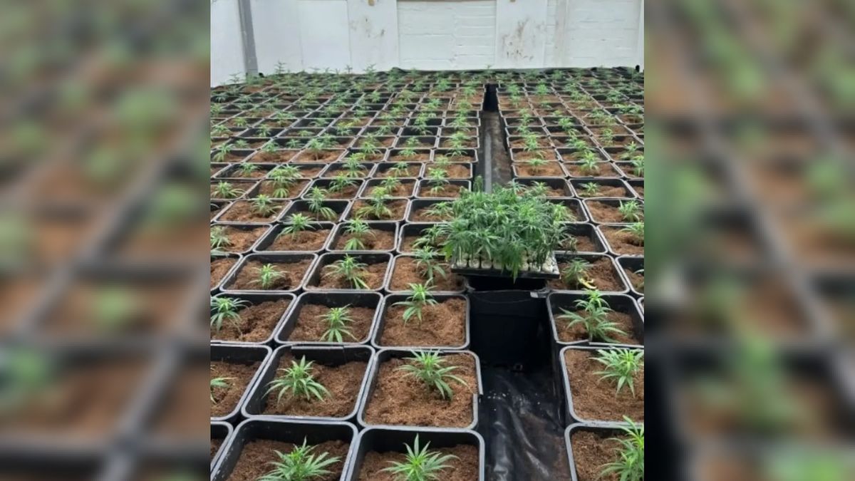 Wietkwekerij met honderden planten ontmanteld, drie verdachten aangehouden