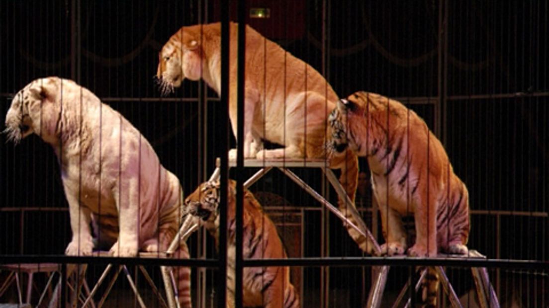 circus-dieren-wilde-dieren-tijgers-2001