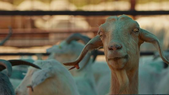 Gezondheidsraad wil maatregelen geitenhouderij: 'Het risico is aanzienlijk'