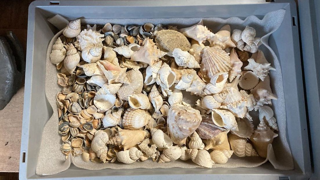 Op de zolder van Kasteel Rosendael liggen dozen vol exotische schelpen