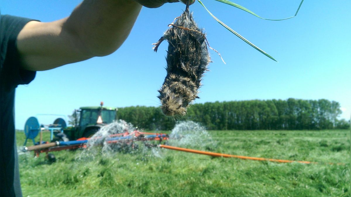 Friese akkerbouwers kijken uit naar muizenplaag-rapport