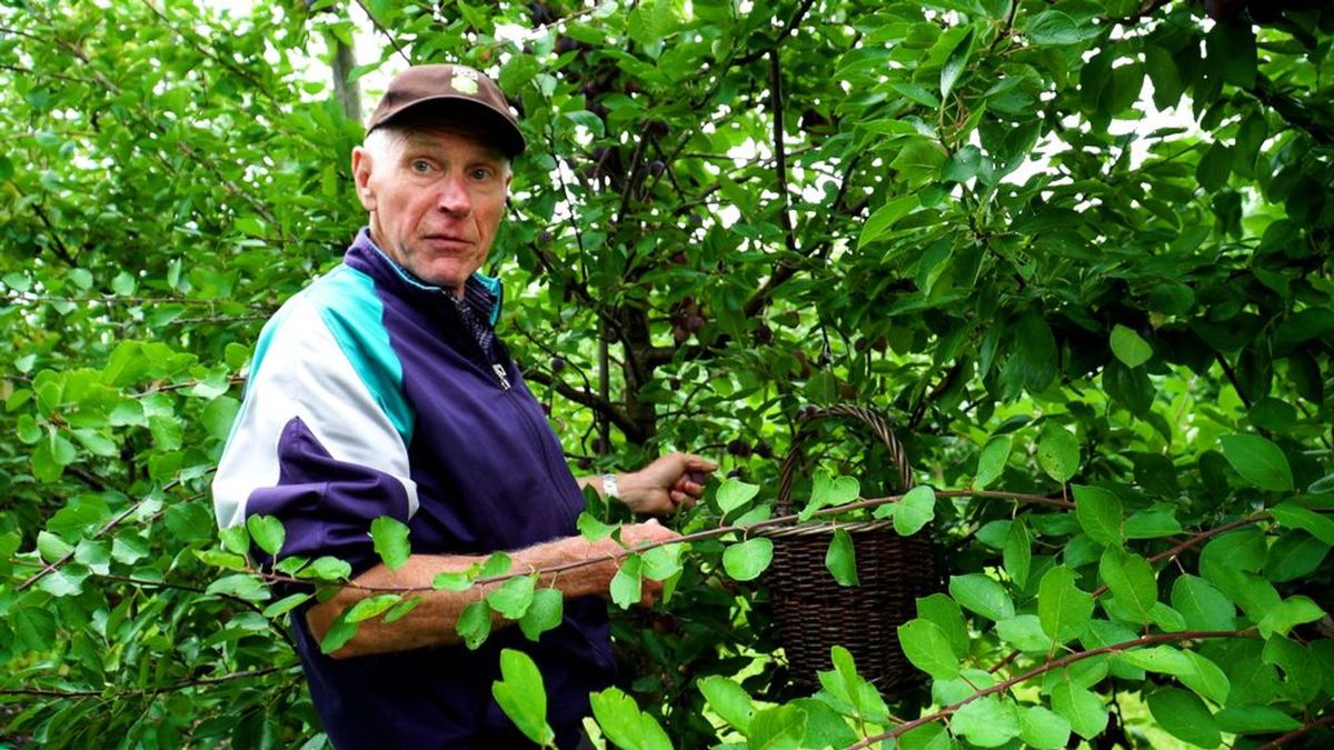 Deze mannen plukken al zestig jaar fruit: 'De sportschool is voor ons overbodig'