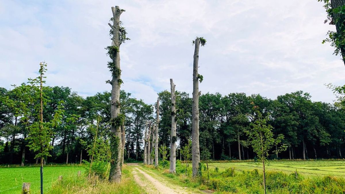 Beukenlaan zo kaal gesnoeid dat er alleen nog 'totempalen' staan