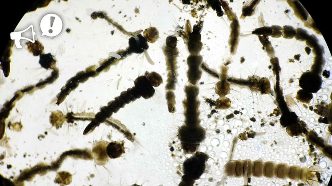 Larven van de Aedes Aegypti-mug (Rechten: EPA / Jeffrey Arguedas - bewerking: RTV Drenthe)