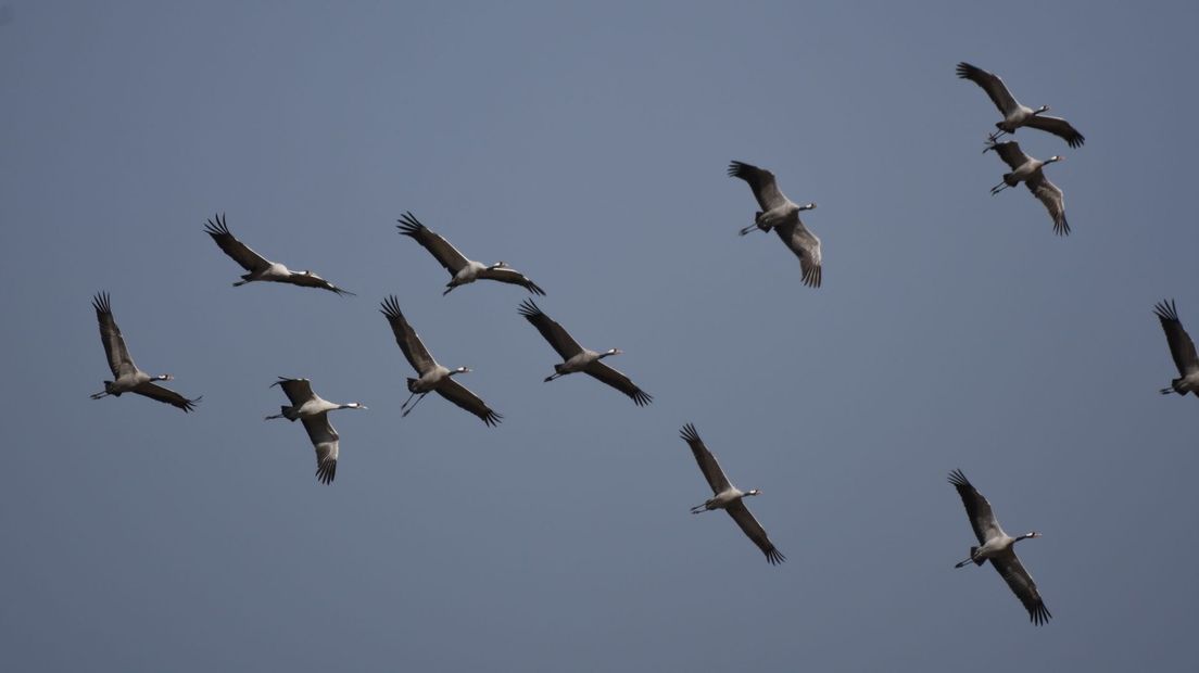 Vliegende kraanvogels