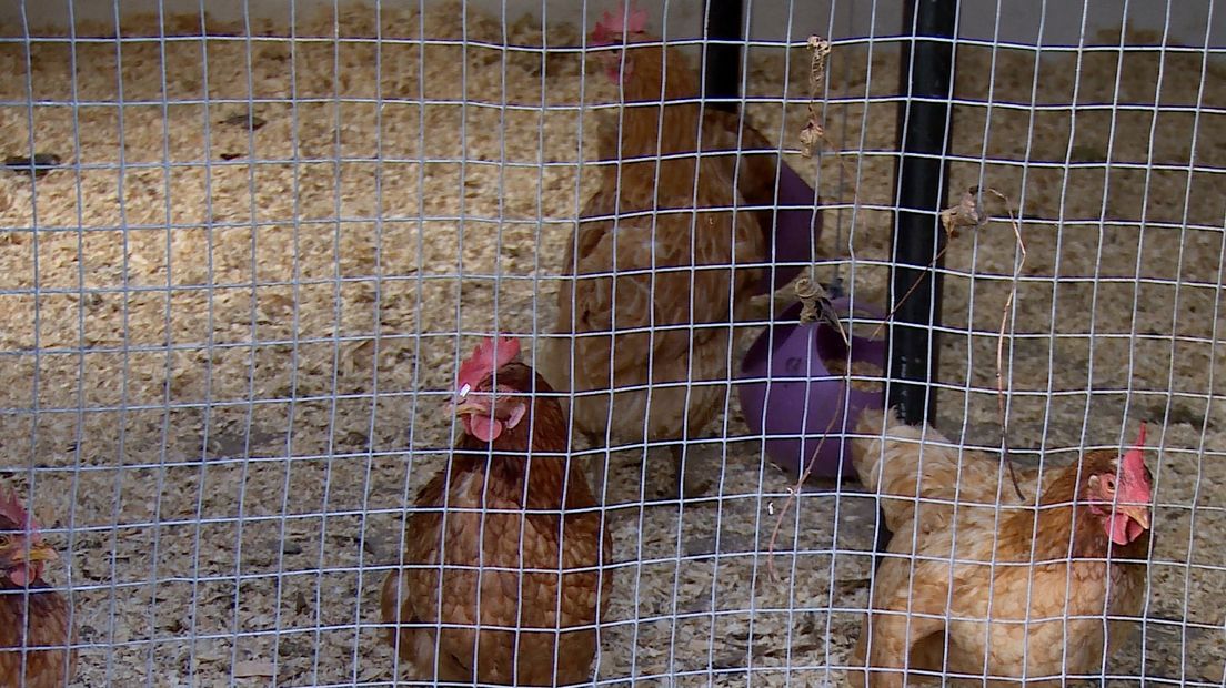 Kippen naar binnen op de kinderboerderij