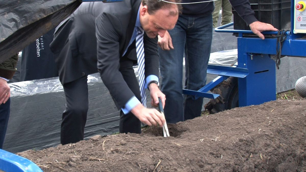 Het aspergeseizoen is begonnen; burgemeester gemeente Hardenberg steekt eerste asperge