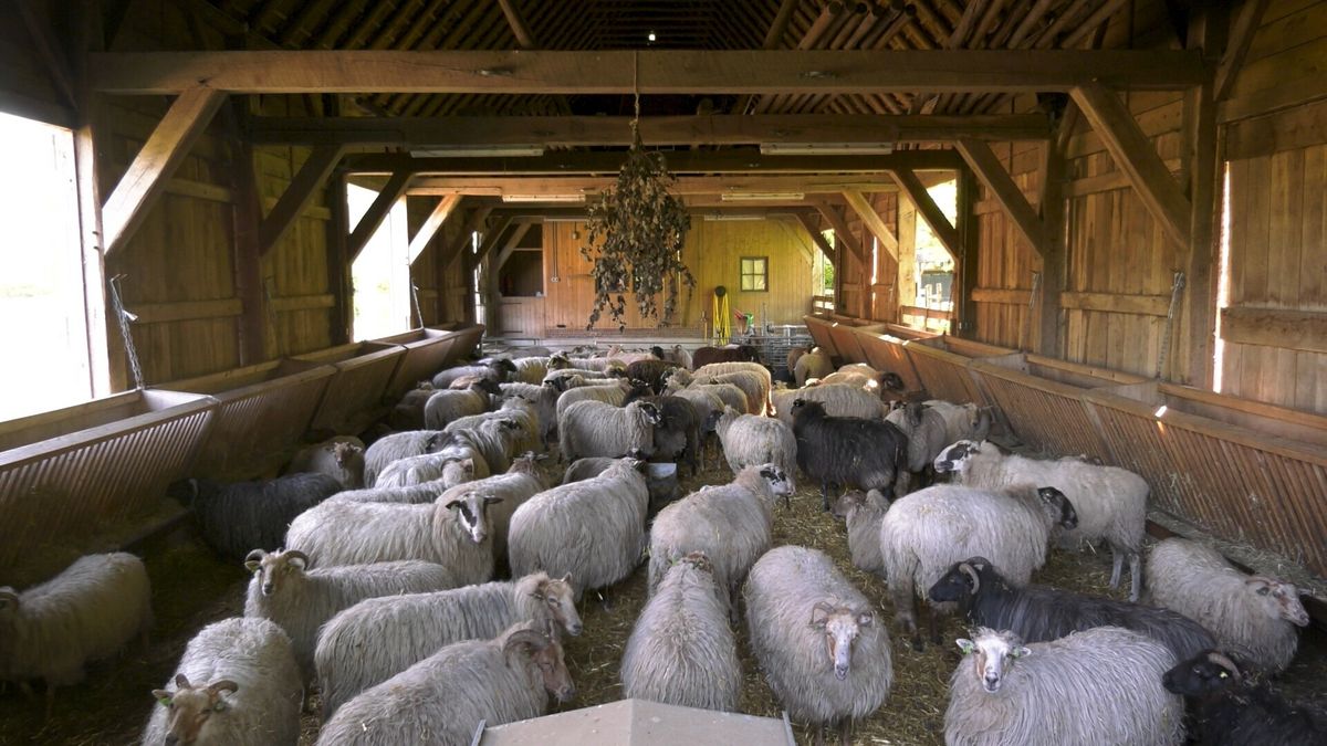 Schaapskooien in Orvelte: 'Mooi contrast tussen en oud en nieuw'