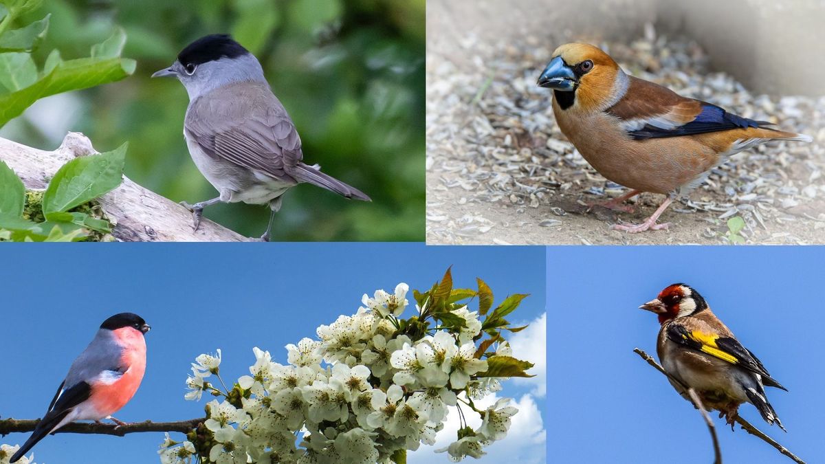 Gevangenisstraf en taakstraffen geëist voor illegale vangst en verkoop van vogels
