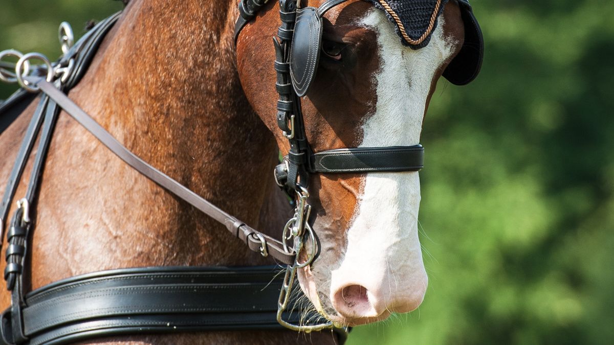 Concours Hippique in Siegerswoude gaat niet door